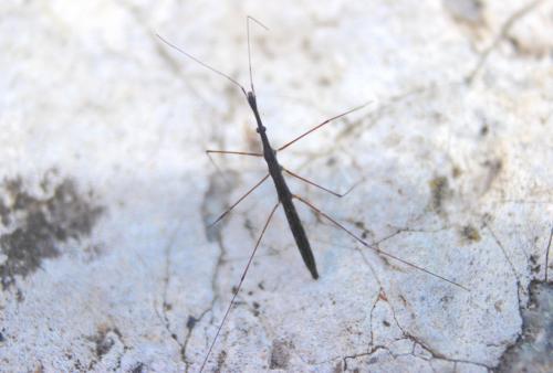 Hydrometra stagnorum